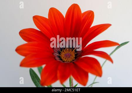 Vivace Gazania rossa con delicati petali e stami gialli, colorata Gazania con foglie verdi su sfondo beige chiaro, fiore estivo in fiore Foto Stock