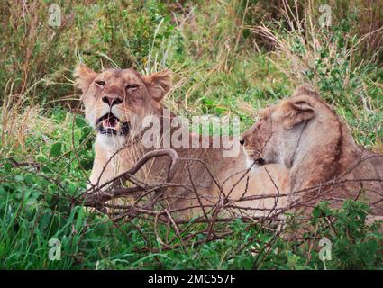23 settembre 2022, Tanzania, Nyabogati: Due leonesse (Panthera leo) giacciono nell'erba vicino alla strada nel Parco Nazionale del Serengeti. Il parco nel nord del paese è uno dei parchi nazionali più conosciuti e più grandi del mondo e fa parte del patrimonio naturale dell'umanità dell'UNESCO. Foto: Soeren Stache/dpa Foto Stock