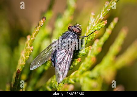 Calliphora vicina Fly macro primo piano Foto Stock