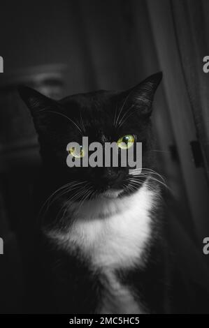Un colpo verticale di un carino gatto nero con occhi verde neon in scala di grigi Foto Stock