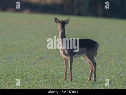 Un capriolo femmina in piedi nel raccolto contadino, il suo cappotto invernale spotty evidenziato dall'alba. Una mattina gelida. Suffolk Italia. Foto Stock