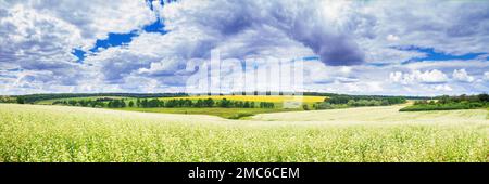 Paesaggio rurale, banner, panorama - campo di grano saraceno in fiore sotto il cielo estivo Foto Stock