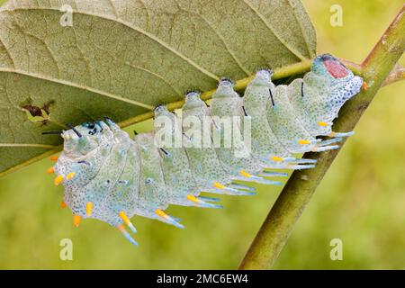 Atlante Moth di Lorquin (Attacus lorquini) caterpillar che si nutre di Ailanthus (Ailanthus altissima). Fotografato nelle Filippine. Foto Stock