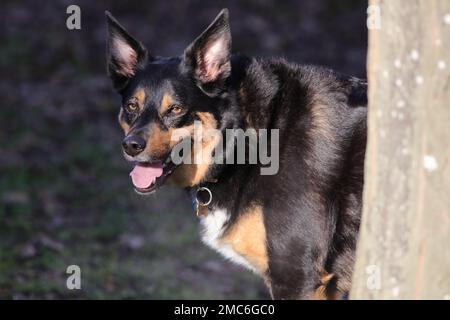 Kelpie / Border Collie Cross Foto Stock