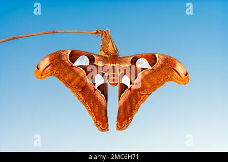 L'atlante Moth di Lorquin (Attacus lorquini) emerse di recente una donna appesa al suo bozzolo. Foto Stock