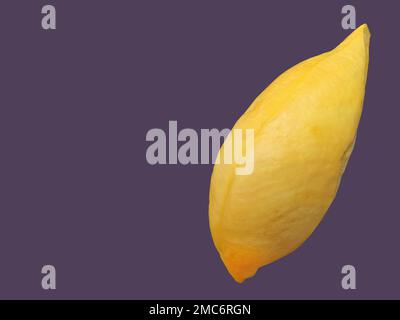 Un colore giallo dorato Carne Durian, re di frutta, forma e forma naturale, sfondo viola, isolato, spazio copia con percorso di ritaglio, oggetto, elemento Foto Stock