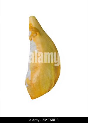Primo piano un colore giallo dorato di carne Durian, sapore dolce, forma e forma naturale, frutta tropicale di stagione, re di frutta, Thailandia, sfondo bianco Foto Stock