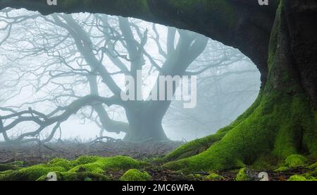 Misty faggeto in inverno, Quantock Hills, Somerset, Inghilterra, Regno Unito Foto Stock
