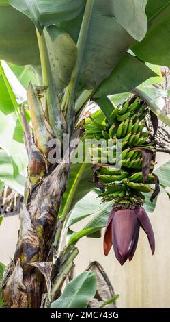 Pianta di banana (genere Musa) che mostra un mazzo di banane verdi e l'infiorescenza viola in Costa Rica. Foto Stock