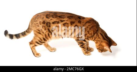 Il gatto bengala cammina su uno sfondo bianco. Foto da studio. Foto Stock