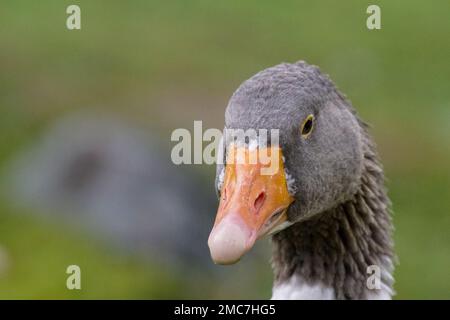 Primo piano ritratto di un'oca domestica Foto Stock