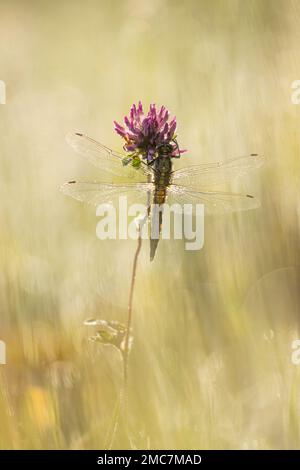 Skimmer dalla coda nera (Orthetrum cancrellatum), Westhay Moor NNR, Somerset Levels, Somerset, Inghilterra, Regno Unito Foto Stock