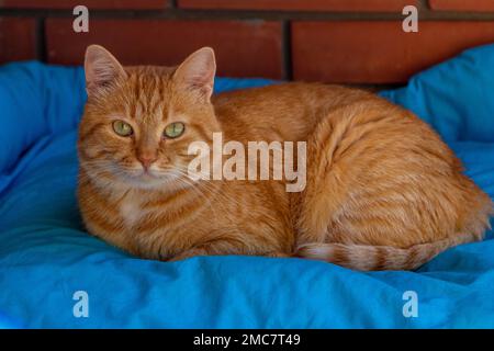 Primo piano carino gatto rosso con gli occhi verdi che poggiano su un cuscino blu Foto Stock