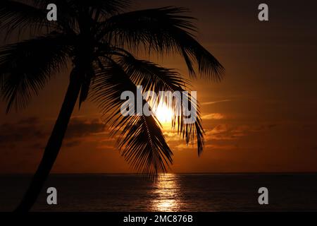 Silhouette di palme da cocco su sfondo mare e cielo tramonto. Spiaggia tropicale, sole splendente attraverso foglie di palma, paradiso natura Foto Stock