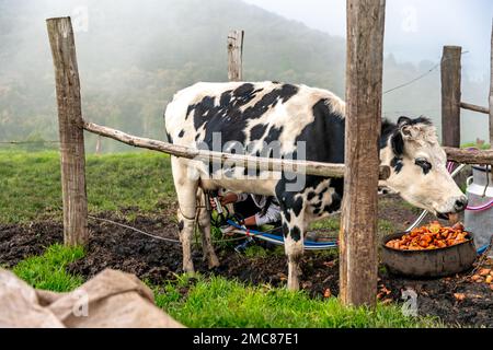 mungere le mucche con l'aiuto della tecnologia nel cortile dell'azienda agricola Foto Stock