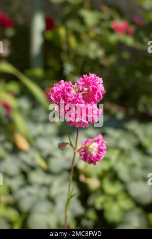 Fiore rosa di Armeria Pom Pom Rose o affascinanti rose in miniatura in giardino. Estate e primavera. Foto Stock