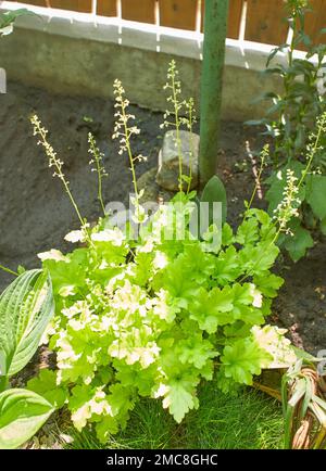 Verde, fiore bianco di heuchera georgia susina campane di corallo nel giardino. Estate e primavera. Foto Stock