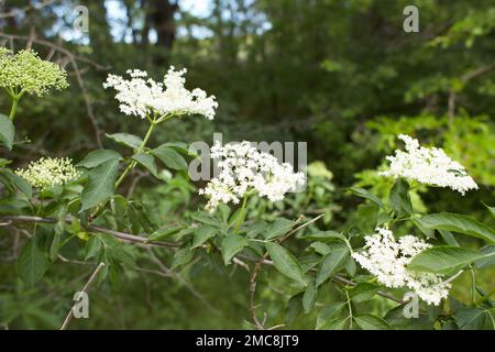 Fiori bianchi di bosco di dogwood fiducia nel giardino. Estate e primavera. Foto Stock