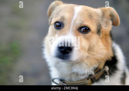 Triste cane rosso domestico con un collare. Fuori fuoco. Foto Stock