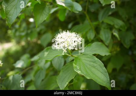 Fiori bianchi di bosco di dogwood fiducia nel giardino. Estate e primavera. Foto Stock