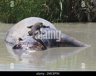 Nyabogati, Tanzania. 23rd Set, 2022. Una lucertola di monitoraggio si è agganciata su un ippopotamo morto sdraiato nell'acqua nel Parco Nazionale di Serengeti. Il parco nel nord del paese è uno dei parchi nazionali più famosi e più grandi del mondo e fa parte del patrimonio naturale dell'UNESCO. Credit: Soeren Stache/dpa/Alamy Live News Foto Stock