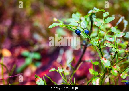 Blu intenso e vibrante mirtilli che crescono sull'arbusto verde nella foresta Foto Stock