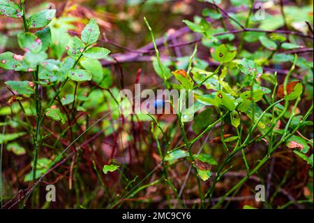 Blu intenso e vibrante mirtilli che crescono sull'arbusto verde nella foresta Foto Stock