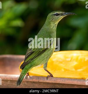 Il superriduttore verde (Chlorophanes spiza) è un piccolo uccello passerino Foto Stock