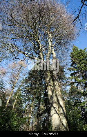 Alberi decidui nei terreni della sala Felbrigg, norfolk, inghilterra Foto Stock