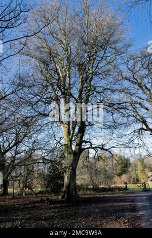 Alberi decidui nei terreni della sala Felbrigg, norfolk, inghilterra Foto Stock