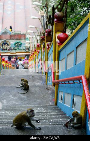 Scimmie macaco di fronte alle famose grotte di Batu a Kualalumpur, seduti accanto a colorate scale di ingresso alla grotta Foto Stock