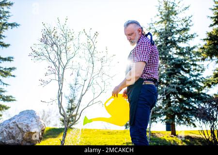 un vecchio caucasico con barba grigia e capelli che annaffiano l'albero della pianta nel suo giardino in una giornata di sole Foto Stock