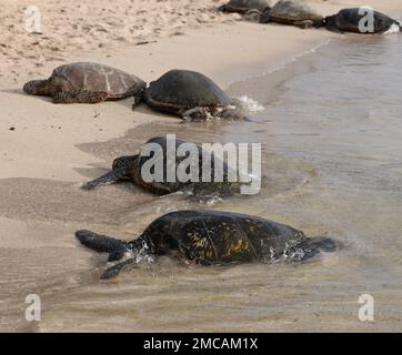 Gruppo di tartarughe verdi sulla spiaggia di Kauai Foto Stock