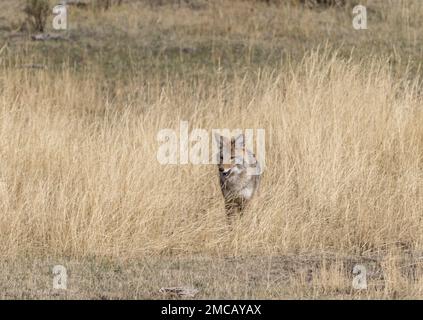 Il Coyote occidentale (Canis latrans) cerca nel prato piccoli roditori nella valle di Lamar, Parco Nazionale di Yellowstone. Foto Stock