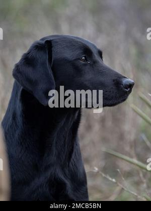Labrador Retriever testa di cane purebred di colore nero Foto Stock