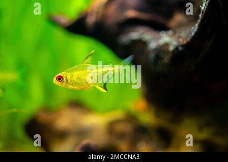 Tetra al limone (Hyphessobrycon pulchripinnis ) isolato in un serbatoio di pesce con sfondo sfocato Foto Stock