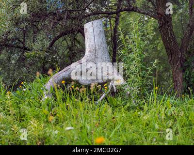 Albero morto di ceppo in foresta. interessante, bello. Questo ha un tracciato di ritaglio. Foto di alta qualità per lo sfondo. Foto Stock