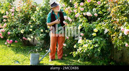 Ritratto senior giardiniere in pensione, banner di primavera. Anziano in giardino fiori di rose da taglio. Nonno giardiniere con fioritura primaverile. Foto Stock