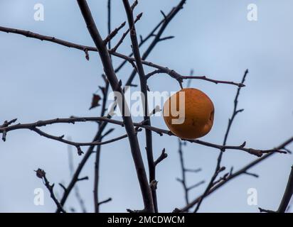 Frutta di mela marciume e overmature su un ramo in inverno. Non raccolto in tempo sui rami di alberi nel giardino. Foto Stock