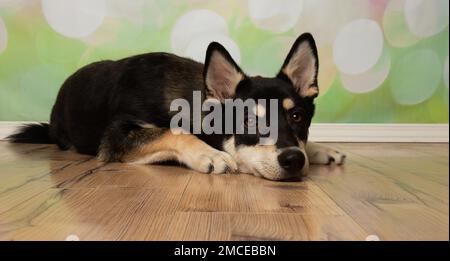 carino nero e beige husky mix cucciolo cane sdraiato con la testa giù Foto Stock
