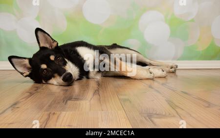 carino nero e beige husky mix cucciolo cane sdraiato lateralmente Foto Stock