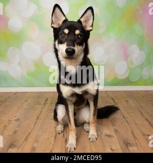 carino nero e beige husky mix cucciolo cane seduto guardando la macchina fotografica Foto Stock
