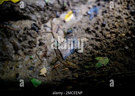 Punta di freccia dell'uccello indiano nativo in letto di ruscello Foto Stock