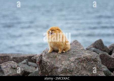 Solitario cane triste di spitz pomerano seduto sulle rocce vicino al mare Foto Stock