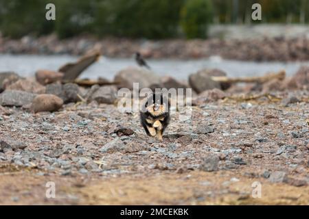 Felice cane spitz pomeranian attivo che corre all'aperto sulla spiaggia rocciosa Foto Stock