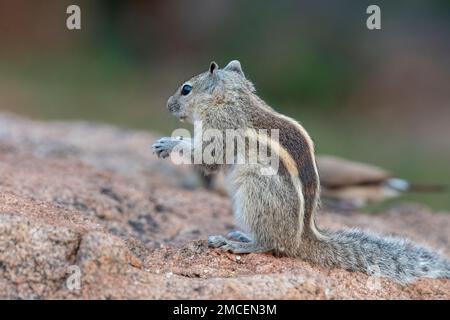 Scoiattolo di palma indiano o scoiattolo di palma a tre righe (Funambulus palmarum) osservato in Hampi in Karnataka, India Foto Stock