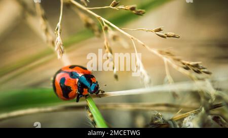 Ladybugs rosso su foglia verde e natura sfondo sfocato. Foto Stock