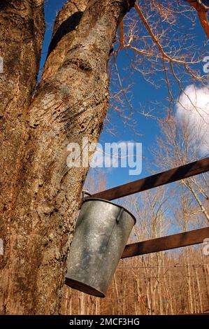 Un secchio è attaccato ad un albero dell'acero, raccogliendo la linfa che sarà usata per fare lo sciroppo puro dell'acero Foto Stock