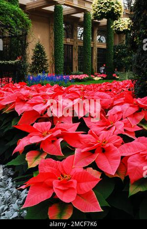 Le poinsettie rosa e rossa sono in mostra per le vacanze di Natale presso il giardino d'inverno al coperto Longwood Gardens in Pennsylvania Foto Stock