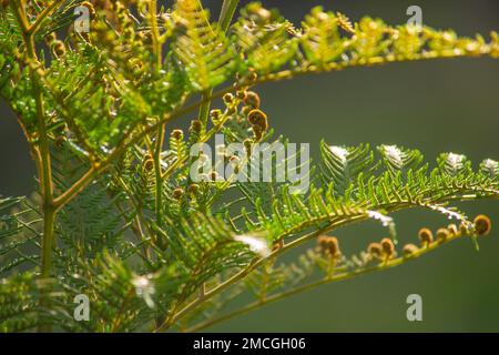 La giovane felce salmastra (Pteridium esculentum) tira fuori dal grovelo Foto Stock